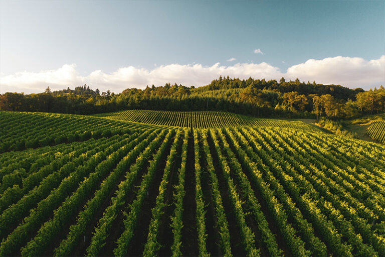 Vinho Natural. Por acaso existe algum vinho que não seja natural?
